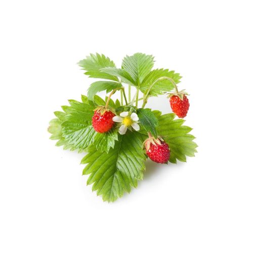 Click and Grow Smart Garden Refill 3-pack - Wild Strawberry
