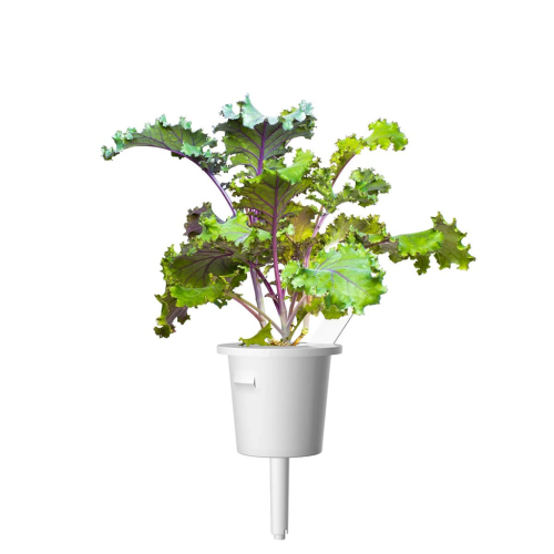 Click and Grow Smart Garden Refill 3-pack - Red Kale