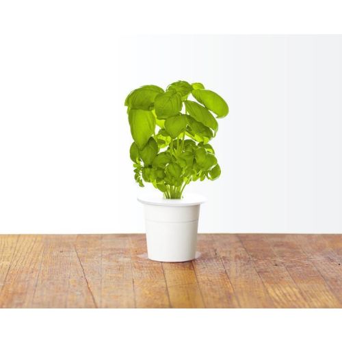 Click and Grow Smart Garden Refill 3-pack - Basil