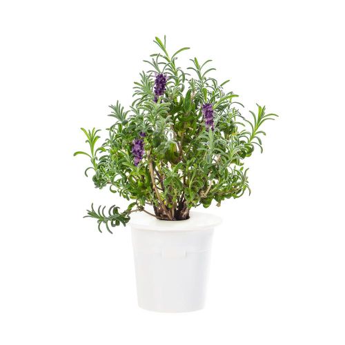 Click and Grow Smart Garden Refill 3-pack - Lavender